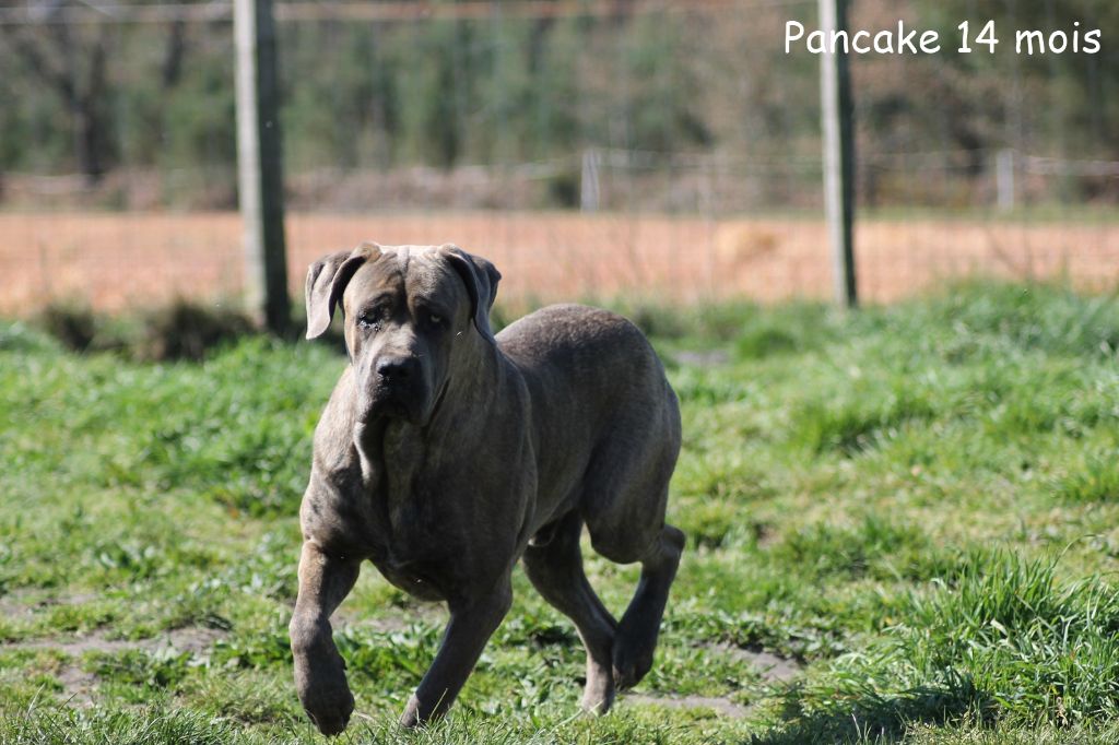 Pancake Des anges gardiens de la grace