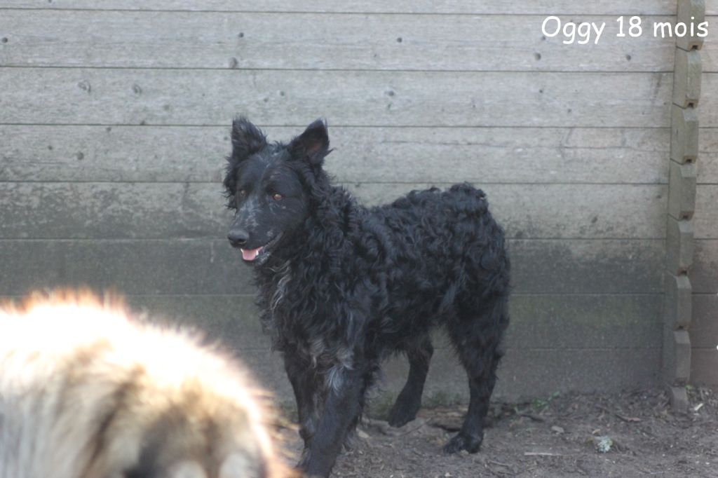 Oggy Des anges gardiens de la grace