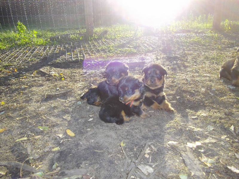 Chiot Rottweiler Des anges gardiens de la grace